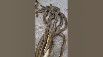 Many Snakes 🐍 Moving Together #Shorts #SnakesMoving #Snakes