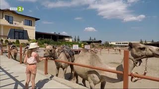 Несебърският оазис на камилите, "№1 Туризмът" - 15.01.2023