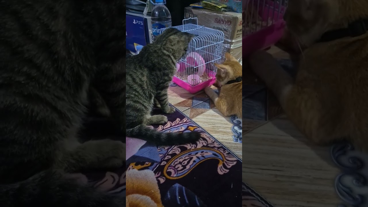 Duo rusuh mau gangguin duo hamster