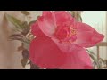 plants 🌱 video
