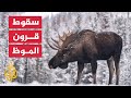 في مشهد نادر شاهد لحظة سقوط قرون غزال الموظ في مشهد نادر شاهد لحظة سقوط قرون غزال الموظ