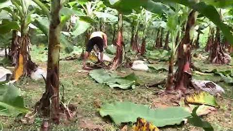 Gần 1000 cây chuối tiêu hồng vụ tết đã ra hoa được tỉa lá và cây con