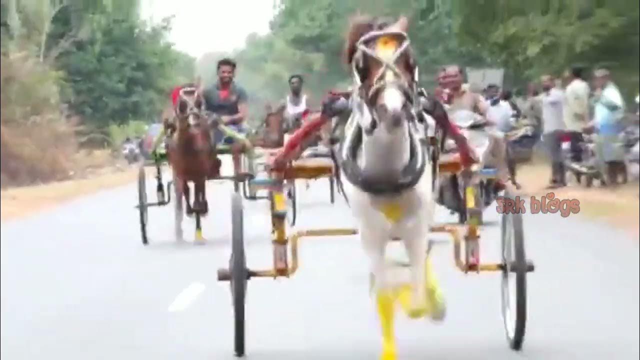 Horse race Horse running without jockey Finally horse accidentally