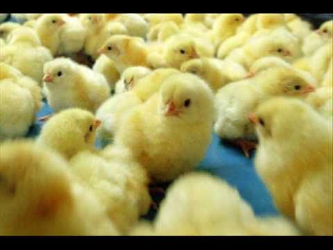 DJ Bewan - Chicken Song