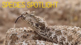 Species Spotlight: IRANIAN SPIDER-TAILED VIPER (Pseudocerastes urarachnoides)