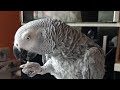 Наблатыканный попугай обзывает хозяйку Попугай обзывает хозяина Попугай говорит с котом