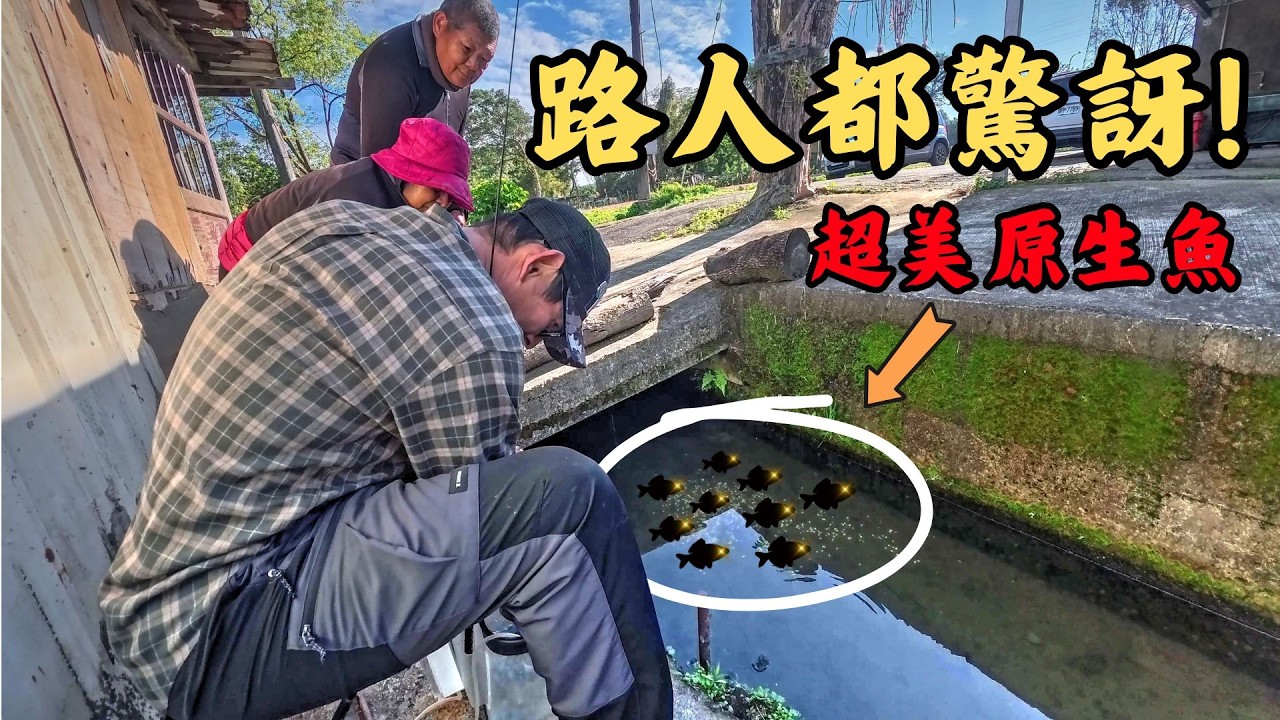 🔥夭壽這魚沒看過！😱在地阿婆嚇壞不認識！家門前水溝竟藏「超美原生魚」🎣｜Maxcatch｜永裕布希鞋｜勇作｜牛屎鯽｜齊氏石鮒｜タナゴ｜#fishing #fishinglife #熱門