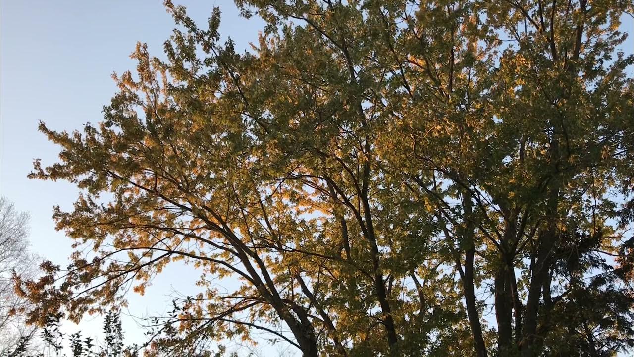 Sway Side to Side YouTube