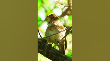 House sparrow bird song #shorts