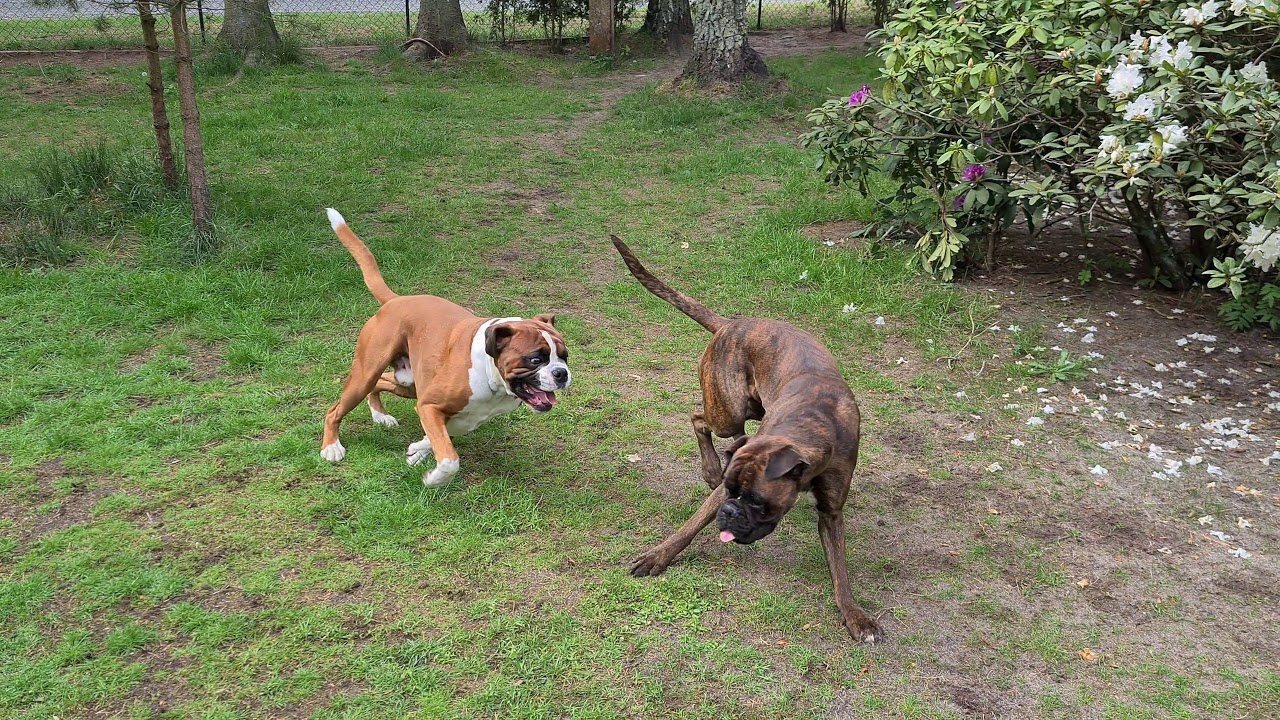 Finally Back Together - ACTION! !!! Boxer Males First Outdoor Play ...