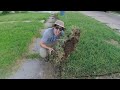 Homeowner STUNNED at How WIDE the Sidewalks Are (Part 2) - FREE OVERGROWN Lawn Mowing and Edging