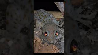 Download Lagu #tokke #Shorts MP3