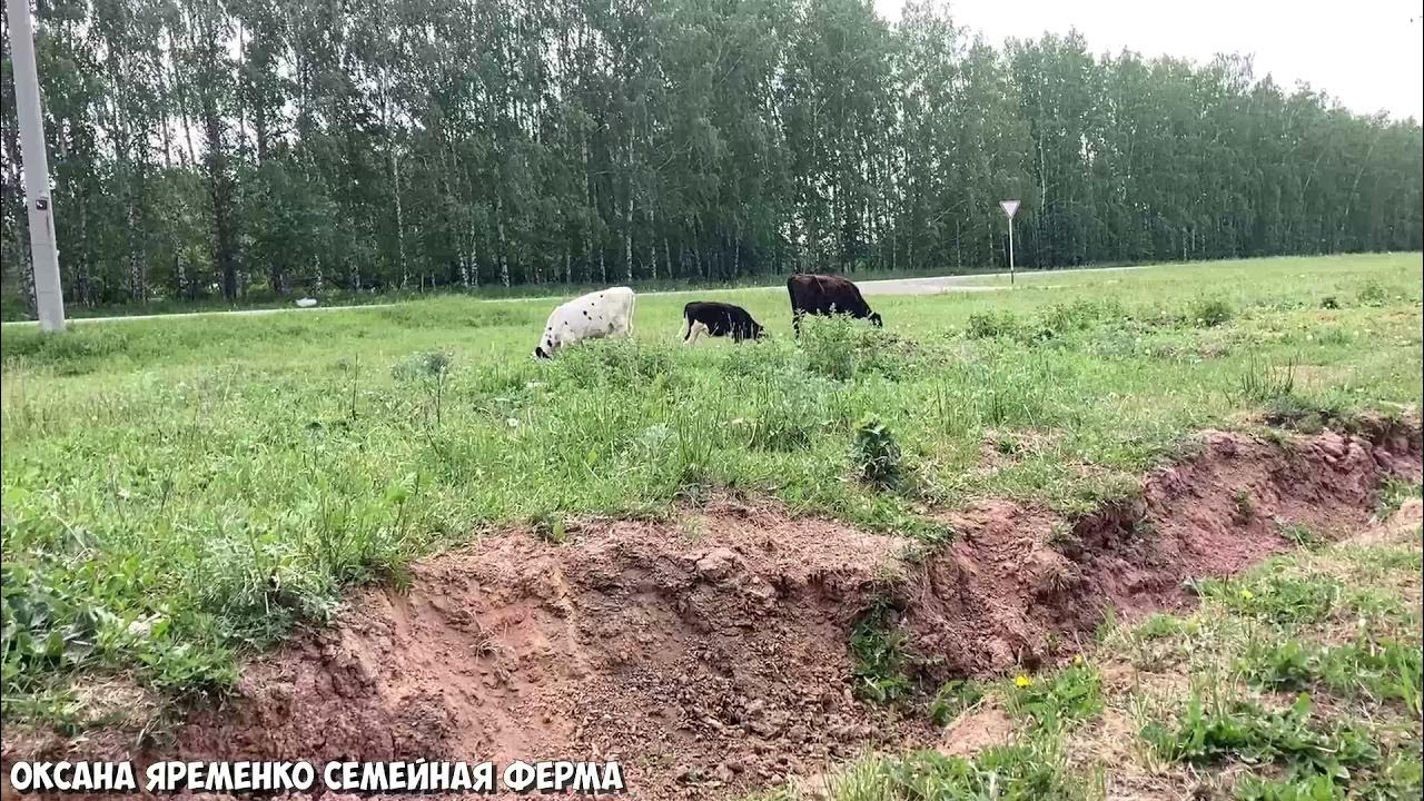 Выгул крс. Коровы на выгуле. коровы на выгуле в деревне.