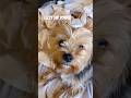 Lizzy the Yorkie | 500 Views but...😭🐾