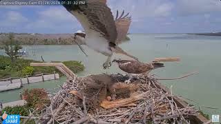 Jack Brings a Fish For Edie - Captiva Osprey Cam - Jack \& Edie  (3\/28)