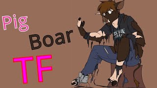 Pig and Boar Transformation / Pig Boar TFTG