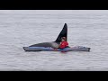 Extremely close orca encounter for kayaker in Northern Norway