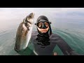 Bass spearfishing UK & how to get perfect crispy skin fish!