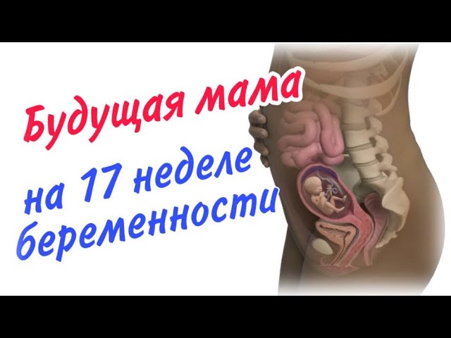 15-20 неделя беременности. 17 недель почему не чувствую шевеление. 17 недель почему не чувствую шевеление. Размер ребенка на 17 неделе. 17 недель беременности.
