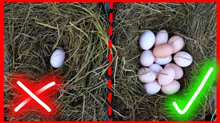 Why do chickens NOT lay the eggs? *Need to Dismiss*