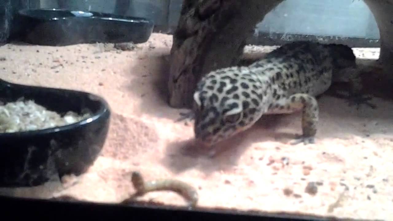 Naruto, my male leopard gecko hunting mealworms - YouTube