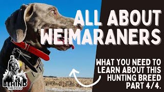 Weimaraners: Everything You Need to Know (part 4/4)