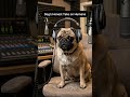 If Dogs Spoke… They’d Say This #dogpov #doglove #funnydog #doghumor #relatable #shorts #fyp
