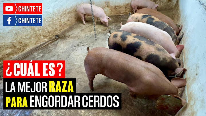Las Mejores Razas para ENGORDAR CERDOS
