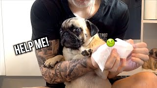 Pug Face Fold Cleaning!