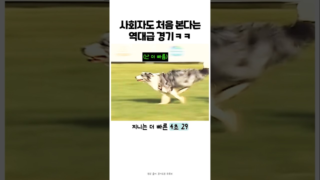 대회에 나온 멋진 강아지들 !! #강아지 #반려견 #어질리티 #진돗개 #보더콜리