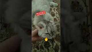 She Dont Want To Stop Ticklingpersians Cat