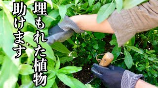 春の庭はだいたいこうなる【園芸超人カーメン君】