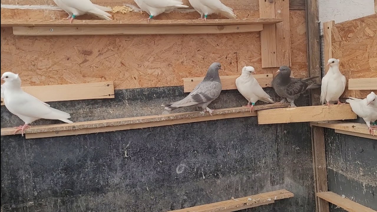 🕊🕊🕊فطام أفراح الارافل ❤️❤️❤️