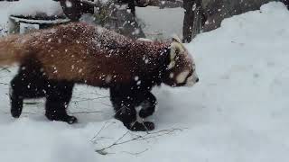 Red Panda: Asahiyama Zoo -- Asahikawa, Hokkaido, Japan
