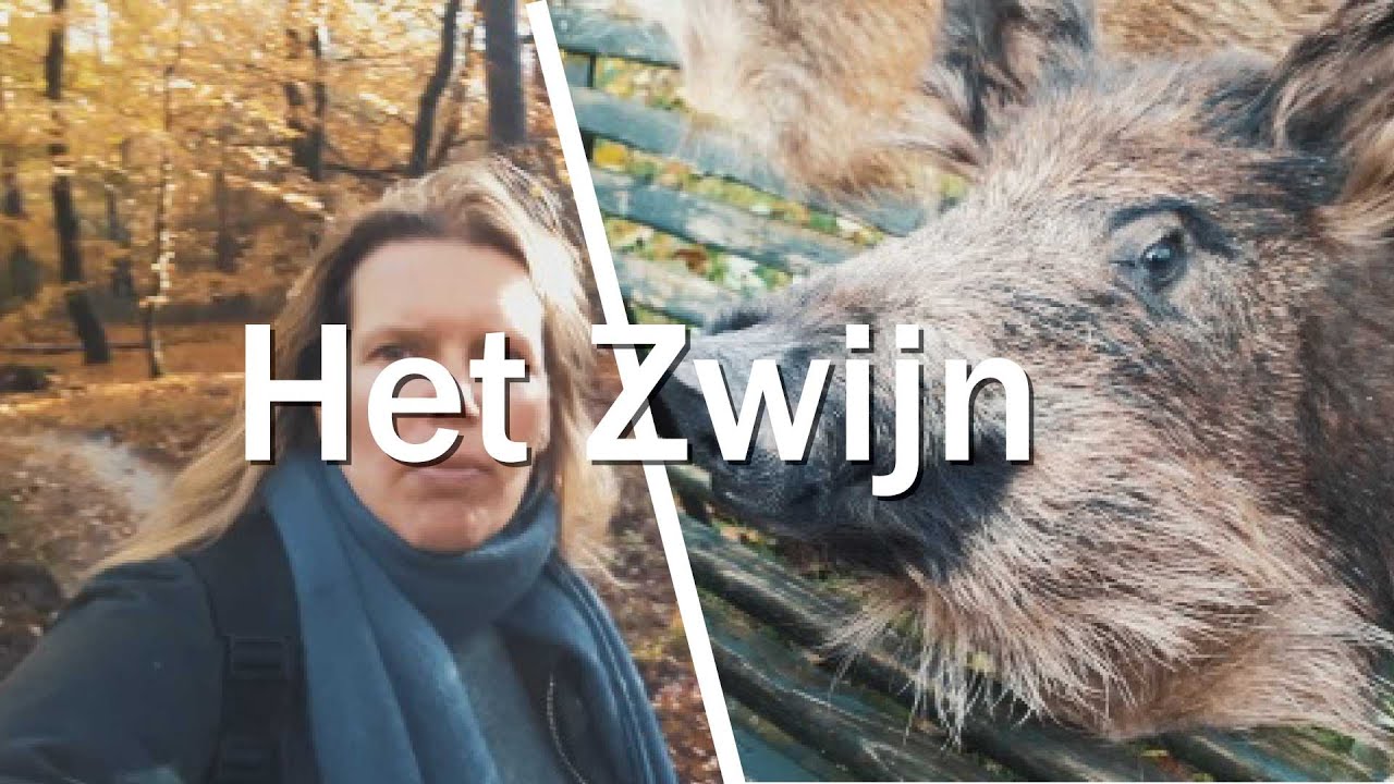 Het zwijn - Juf in de natuur