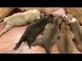 Kong’s puppies nursing and playing