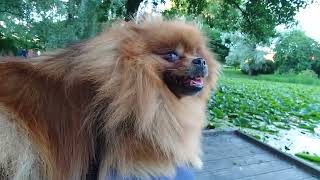 Pomeranian Dog knows how to seize the moment by Vickynga 151 views 1 year ago 1 minute, 5 seconds