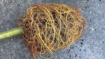 Fig tree root circling - an extreme case that needs immediate attention! (2022)