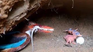 Most Cruel Bird Attack