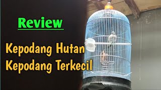 Kepodang Hutan / Kepodang Alas , Merupakan Kepodang Terkecil dari Sejenisnya