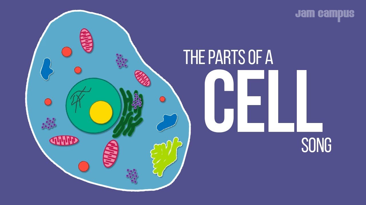 THE PARTS OF A CELL SONG  Science Music Video