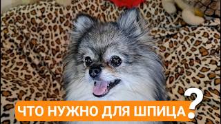 видео: Что нужно купить для шпица? картинка: Что нужно купить для шпица?
