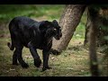Electrifying Sight Of Black Panther &amp; Jaguar In Mysore Zoo