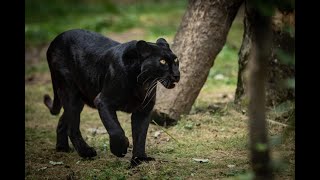 Electrifying Sight Of Black Panther &amp; Jaguar In Mysore Zoo