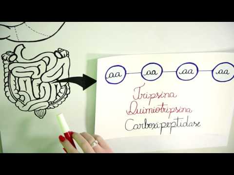 Vídeo: Diferença Entre Digestão E Absorção