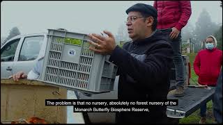 Uso De Arbustos Nodriza Para La Restauración De Los Bosques De La Reserva De De La Mariposa Monarca.