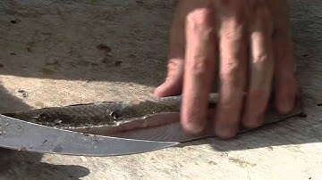 Rigging The Perfect Daytime Swordfish Bait Using Bonito