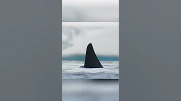 Умнейшие животные  косатки