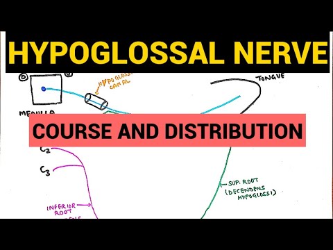 Hypoglossal Nerve | Course and Distribution