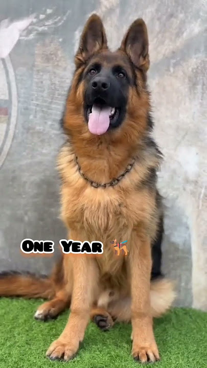 One Month to One Year german shepherd transformation #transformation #feed #gsdpuppy #doglover#pets